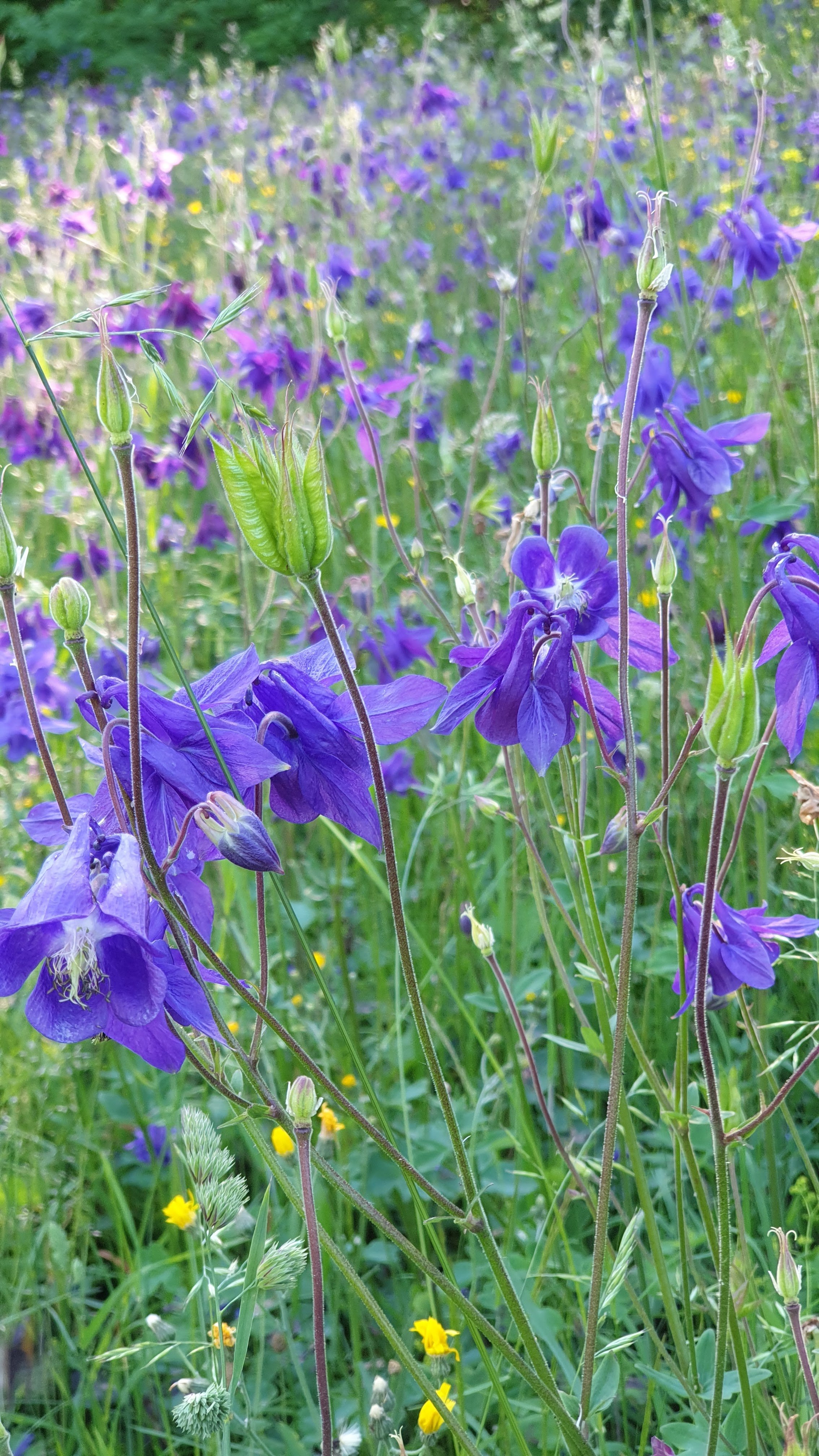 Garphyttan Nationalpark